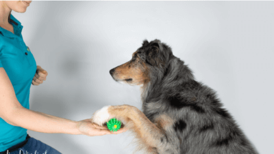 Hundefitnesstraining mit TOGU Brasil Handtrainer