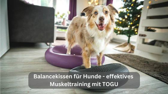 Balance cushion for dogs – effective muscle training with TOGU