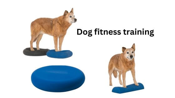 Dog fitness conquers the dog world